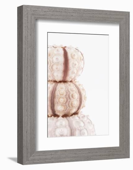 So Pure Collection - Tree White Sea Urchin shells II-Philippe Hugonnard-Framed Photographic Print