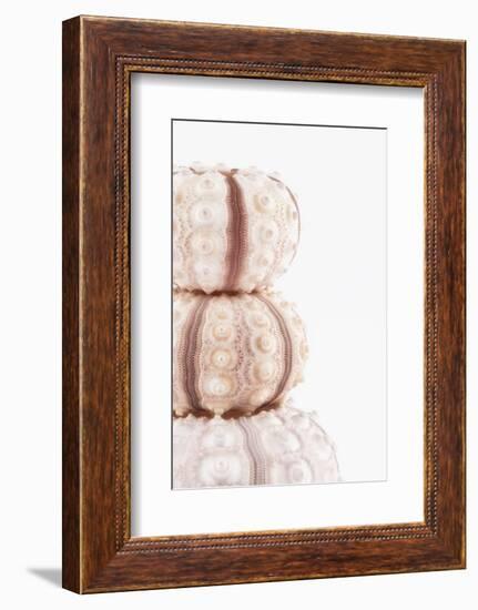 So Pure Collection - Tree White Sea Urchin shells II-Philippe Hugonnard-Framed Photographic Print