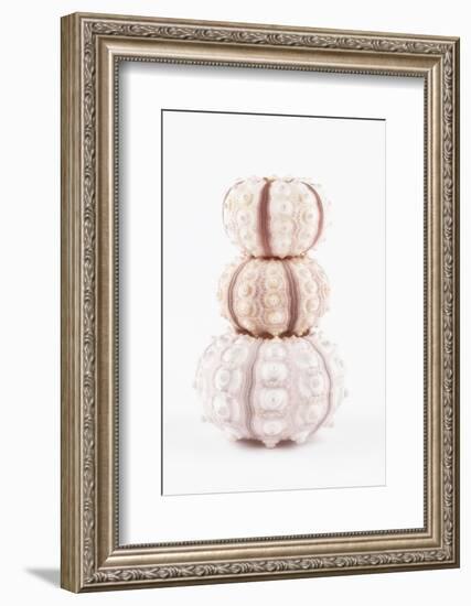 So Pure Collection - Tree White Sea Urchin shells-Philippe Hugonnard-Framed Photographic Print