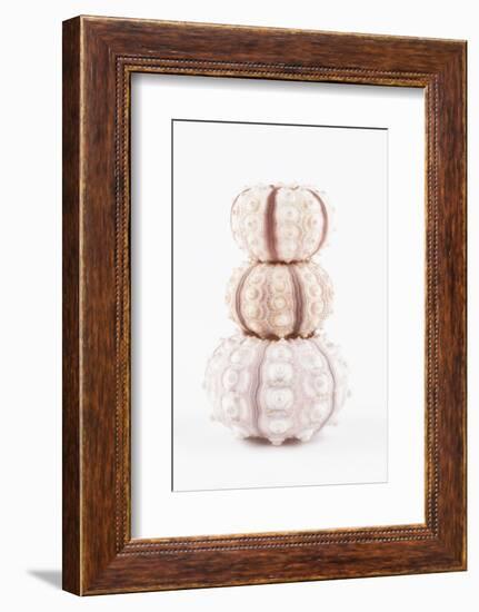 So Pure Collection - Tree White Sea Urchin shells-Philippe Hugonnard-Framed Photographic Print