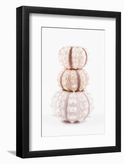 So Pure Collection - Tree White Sea Urchin shells-Philippe Hugonnard-Framed Photographic Print