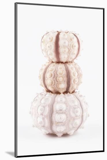 So Pure Collection - Tree White Sea Urchin shells-Philippe Hugonnard-Mounted Photographic Print