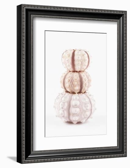 So Pure Collection - Tree White Sea Urchin shells-Philippe Hugonnard-Framed Photographic Print