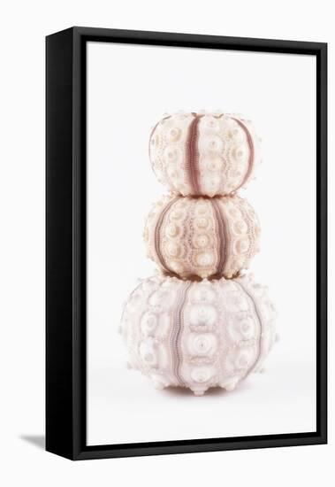 So Pure Collection - Tree White Sea Urchin shells-Philippe Hugonnard-Framed Premier Image Canvas