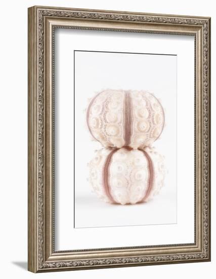 So Pure Collection - Two Seashells-Philippe Hugonnard-Framed Photographic Print