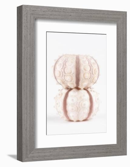 So Pure Collection - Two Seashells-Philippe Hugonnard-Framed Photographic Print