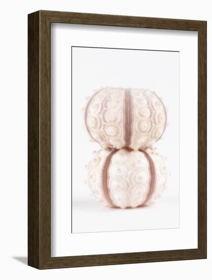 So Pure Collection - Two Seashells-Philippe Hugonnard-Framed Photographic Print