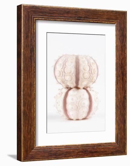 So Pure Collection - Two Seashells-Philippe Hugonnard-Framed Photographic Print