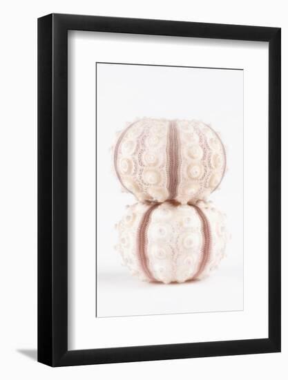 So Pure Collection - Two Seashells-Philippe Hugonnard-Framed Photographic Print