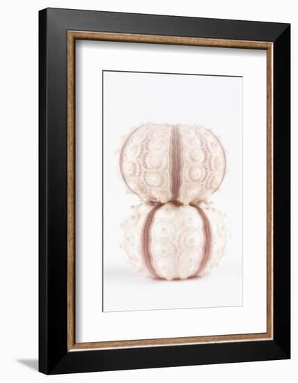 So Pure Collection - Two Seashells-Philippe Hugonnard-Framed Photographic Print