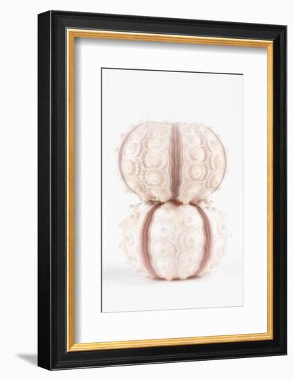 So Pure Collection - Two Seashells-Philippe Hugonnard-Framed Photographic Print