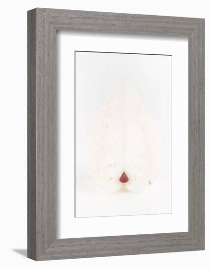 So Pure Collection - White Heart Cockle II-Philippe Hugonnard-Framed Photographic Print