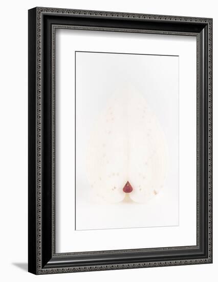 So Pure Collection - White Heart Cockle II-Philippe Hugonnard-Framed Photographic Print