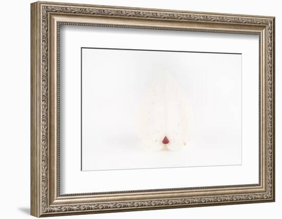 So Pure Collection - White Heart Cockle-Philippe Hugonnard-Framed Photographic Print