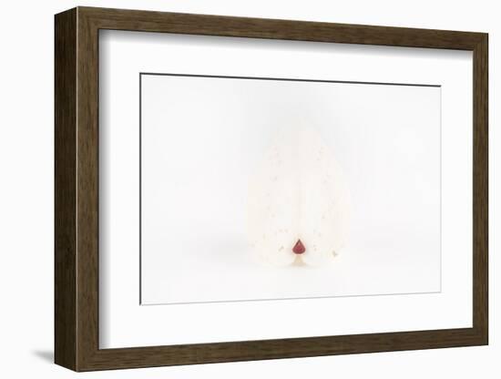 So Pure Collection - White Heart Cockle-Philippe Hugonnard-Framed Photographic Print