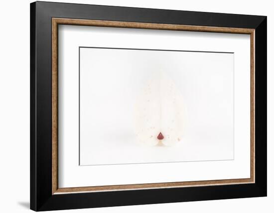 So Pure Collection - White Heart Cockle-Philippe Hugonnard-Framed Photographic Print