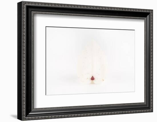 So Pure Collection - White Heart Cockle-Philippe Hugonnard-Framed Photographic Print