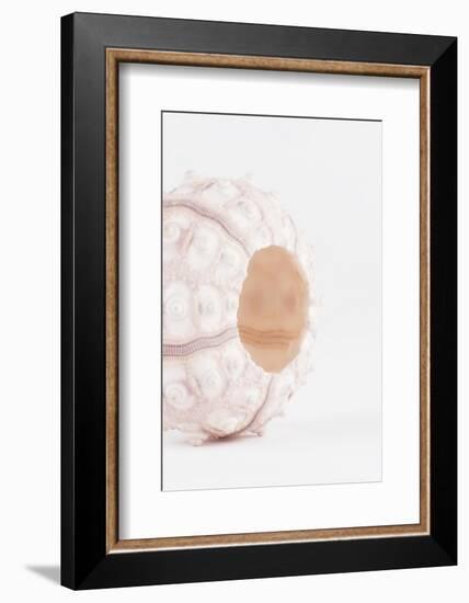 So Pure Collection - White Sea Urchin shell II-Philippe Hugonnard-Framed Photographic Print