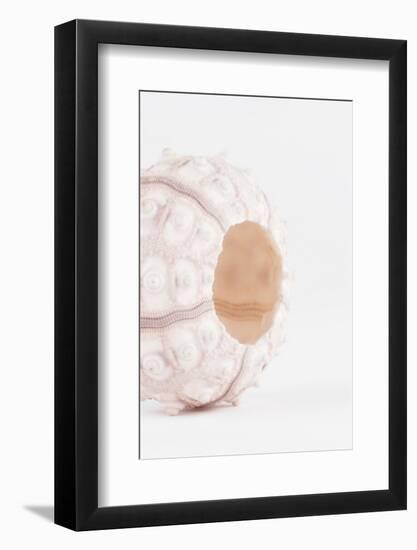 So Pure Collection - White Sea Urchin shell II-Philippe Hugonnard-Framed Photographic Print