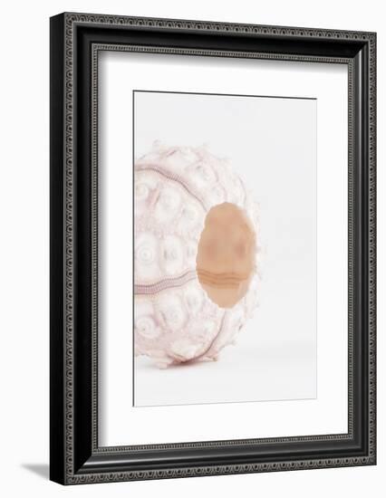 So Pure Collection - White Sea Urchin shell II-Philippe Hugonnard-Framed Photographic Print