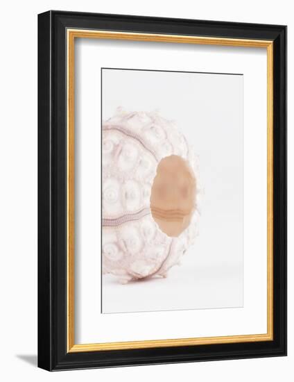 So Pure Collection - White Sea Urchin shell II-Philippe Hugonnard-Framed Photographic Print