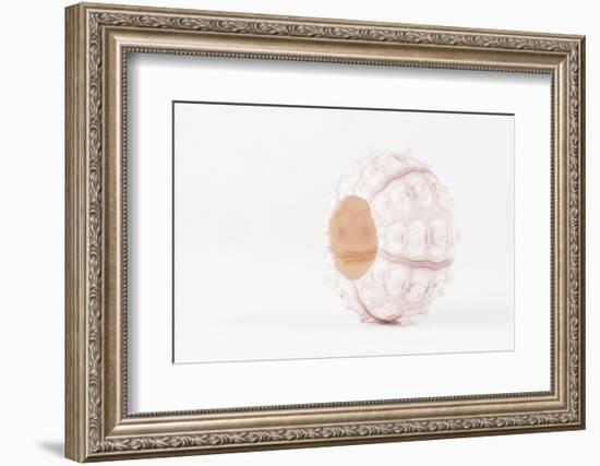 So Pure Collection - White Sea Urchin shell-Philippe Hugonnard-Framed Photographic Print