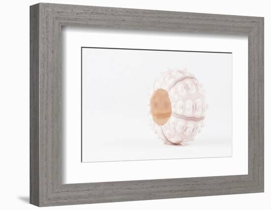 So Pure Collection - White Sea Urchin shell-Philippe Hugonnard-Framed Photographic Print