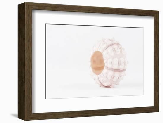 So Pure Collection - White Sea Urchin shell-Philippe Hugonnard-Framed Photographic Print