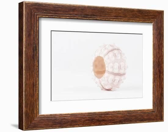 So Pure Collection - White Sea Urchin shell-Philippe Hugonnard-Framed Photographic Print