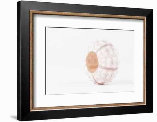 So Pure Collection - White Sea Urchin shell-Philippe Hugonnard-Framed Photographic Print