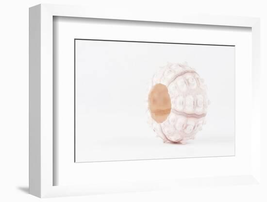 So Pure Collection - White Sea Urchin shell-Philippe Hugonnard-Framed Photographic Print