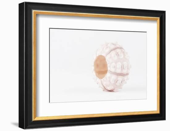 So Pure Collection - White Sea Urchin shell-Philippe Hugonnard-Framed Photographic Print