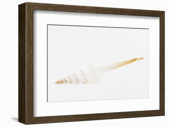 So Pure Collection - White Spindle Seashell-Philippe Hugonnard-Framed Photographic Print