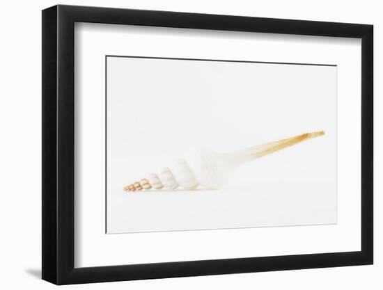 So Pure Collection - White Spindle Seashell-Philippe Hugonnard-Framed Photographic Print