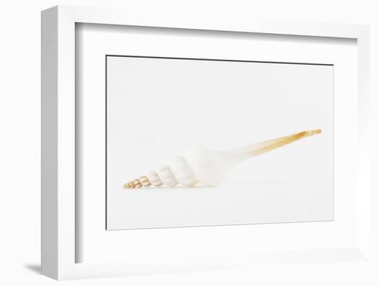 So Pure Collection - White Spindle Seashell-Philippe Hugonnard-Framed Photographic Print