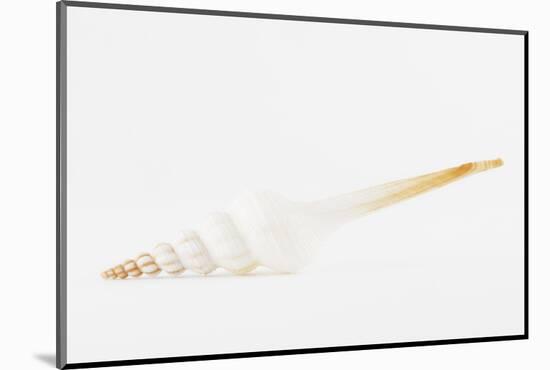 So Pure Collection - White Spindle Seashell-Philippe Hugonnard-Mounted Photographic Print