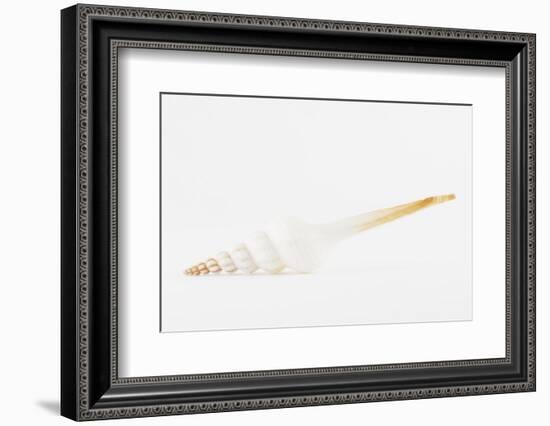 So Pure Collection - White Spindle Seashell-Philippe Hugonnard-Framed Photographic Print