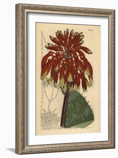 Soap Aloe or Zebra Aloe, Aloe Maculata (Largest Common Soap Aloe, Aloe Saponaria Latifolia)-Sydenham Teast Edwards-Framed Giclee Print