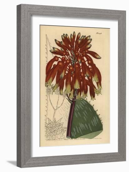 Soap Aloe or Zebra Aloe, Aloe Maculata (Largest Common Soap Aloe, Aloe Saponaria Latifolia)-Sydenham Teast Edwards-Framed Giclee Print