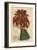 Soap Aloe or Zebra Aloe, Aloe Maculata (Largest Common Soap Aloe, Aloe Saponaria Latifolia)-Sydenham Teast Edwards-Framed Giclee Print