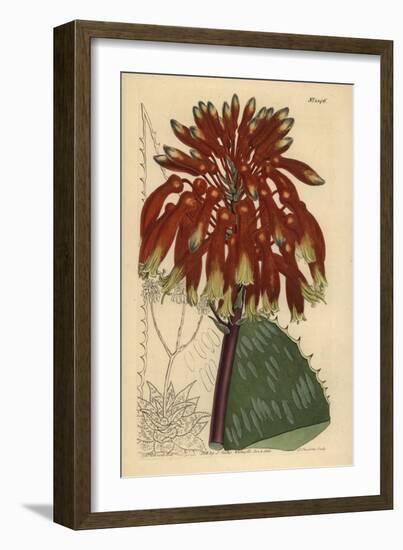 Soap Aloe or Zebra Aloe, Aloe Maculata (Largest Common Soap Aloe, Aloe Saponaria Latifolia)-Sydenham Teast Edwards-Framed Giclee Print