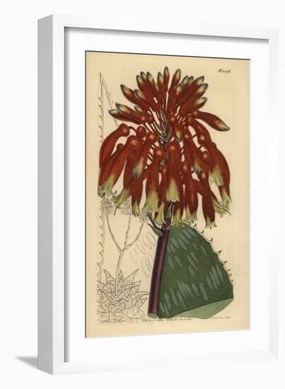 Soap Aloe or Zebra Aloe, Aloe Maculata (Largest Common Soap Aloe, Aloe Saponaria Latifolia)-Sydenham Teast Edwards-Framed Giclee Print