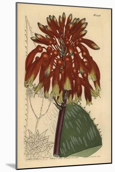 Soap Aloe or Zebra Aloe, Aloe Maculata (Largest Common Soap Aloe, Aloe Saponaria Latifolia)-Sydenham Teast Edwards-Mounted Giclee Print