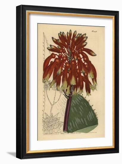 Soap Aloe or Zebra Aloe, Aloe Maculata (Largest Common Soap Aloe, Aloe Saponaria Latifolia)-Sydenham Teast Edwards-Framed Giclee Print