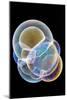 Soap Bubbles-Lawrence Lawry-Mounted Photographic Print