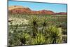 Soap tree yucca, yucca elata, Red Rock Canyon, National Conservation Area, Nevada, USA-Michel Hersen-Mounted Photographic Print