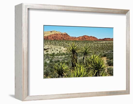 Soap tree yucca, yucca elata, Red Rock Canyon, National Conservation Area, Nevada, USA-Michel Hersen-Framed Photographic Print