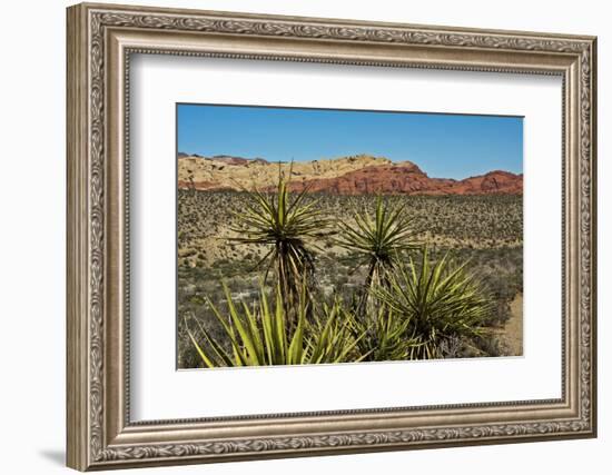 Soaptree yucca and Red Rock Canyon National Conservation Area, Nevada, USA.-Michel Hersen-Framed Photographic Print