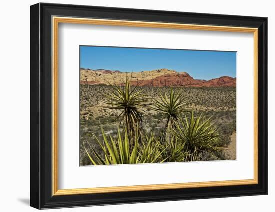 Soaptree yucca and Red Rock Canyon National Conservation Area, Nevada, USA.-Michel Hersen-Framed Photographic Print