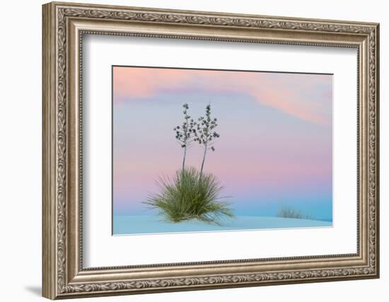 Soaptree yucca and twilight sky, showing Belt of Venus, USA-John Shaw-Framed Photographic Print